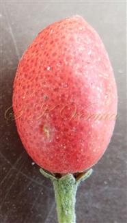  Fruit